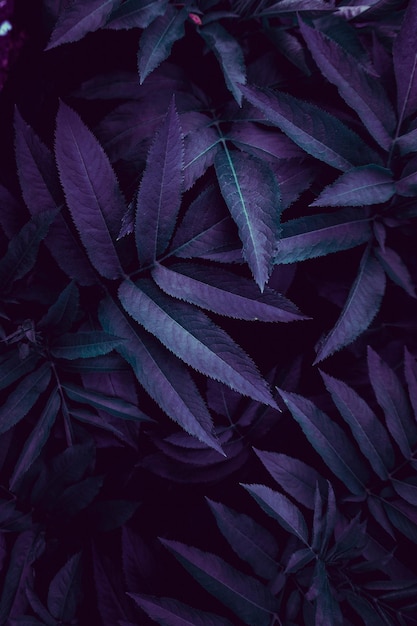 Purple and green leaves of a plant perfect for backgroun