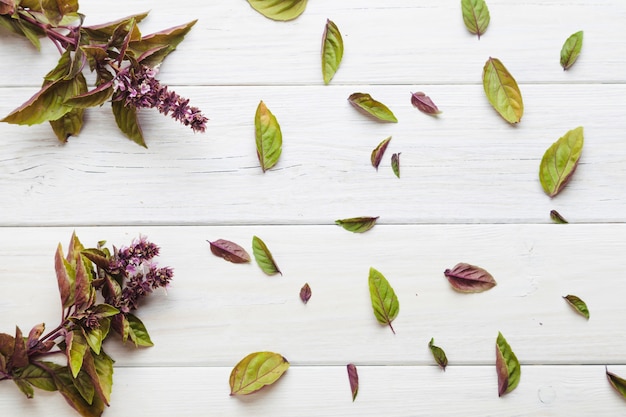 Free photo purple and green plants