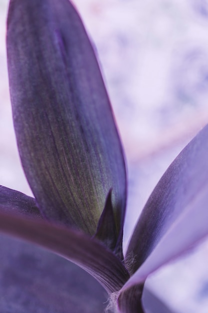 Free photo purple leaf