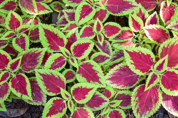 Purple leaves with green border