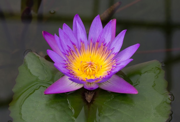 Free Photo purple lotus flower in pond