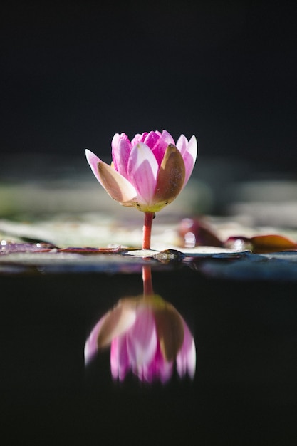 Free Photo purple lotus flower on water