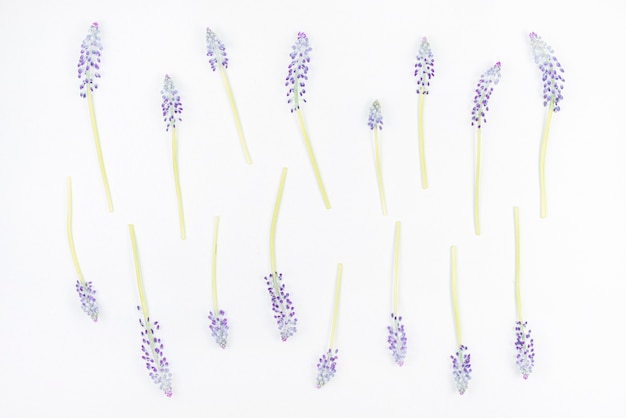 Free Photo purple mascara flowers on white background