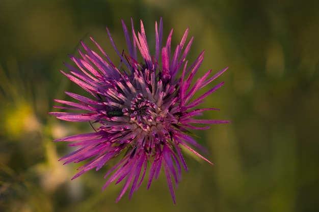 Free Photo purple milk thistle, boar thistle, galactitis tomentosa,  malta, mediterranean