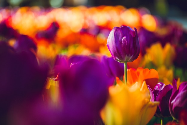 Purple and orange tulip lot