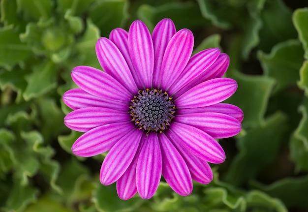 purple osteospermum daisy flower