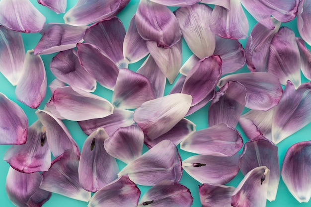 Free Photo purple petals