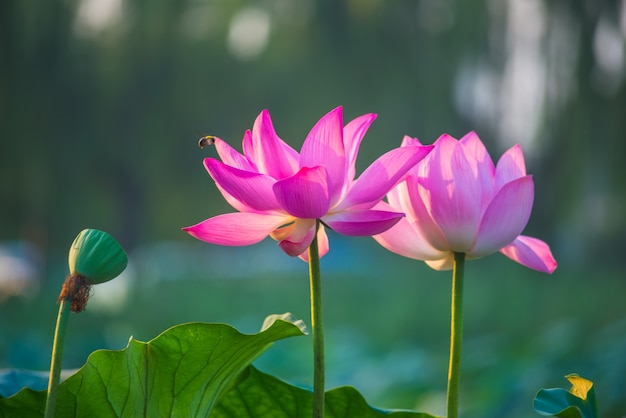 Purple and pink flowers close