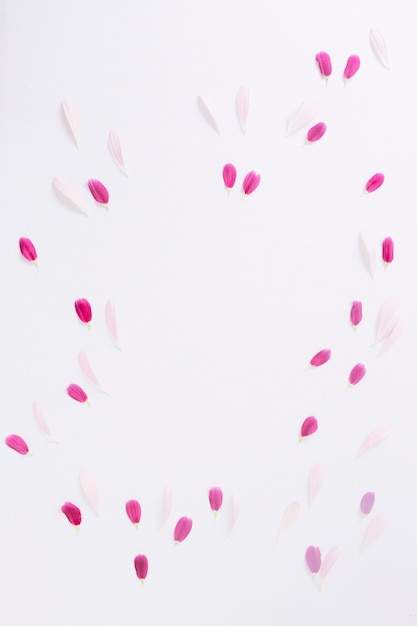 Purple and pink petals decoration on white background