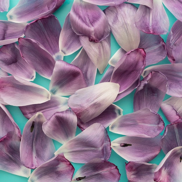 Free Photo purple rose petals