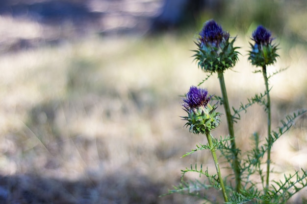 Free Photo purple spear thistle flower on a blurred field