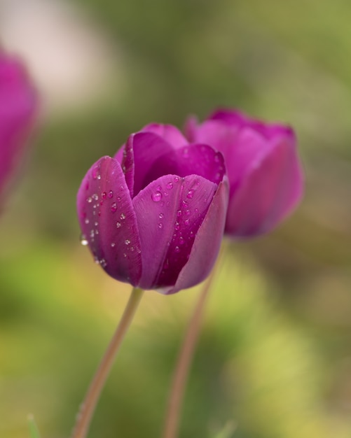 Free Photo purple tulip flowers in the field