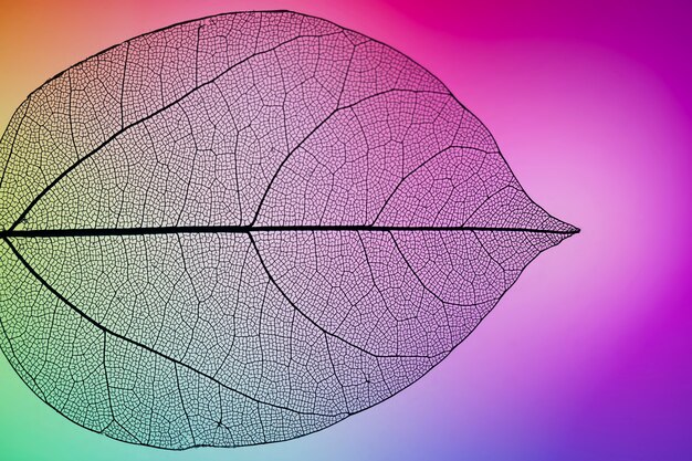 Purple vibrant autumn leaf