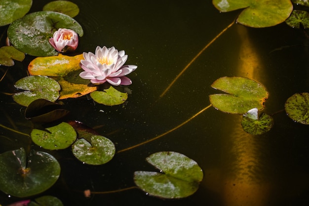 Purple waterlily in bloom during daytime