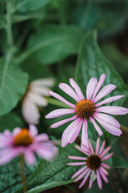 Free Photo purple and white flower in tilt shift lens