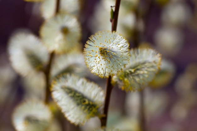 Free Photo pussy willow branch