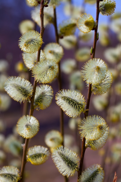 pussy willow branches