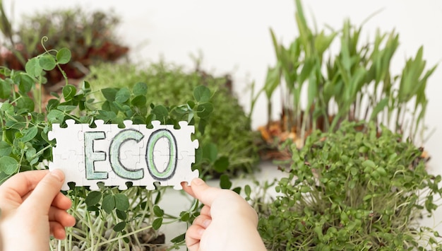 Free photo puzzle with the inscription eco in hands on the background of microgreens