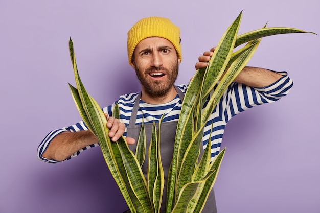 Free photo puzzled displeased man with stubble grows house plants, needs to wipe dust on sansevieria