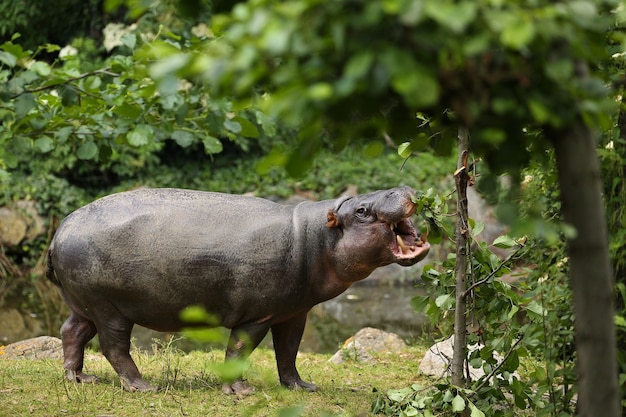 Pygmy hippo right in front of the photographer