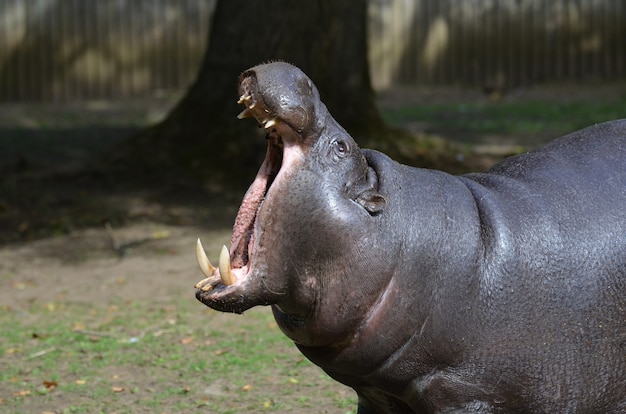 Free Photo pygmy hippo with his mouth open very wide showing off all his teeth.