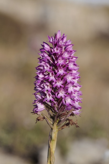 Pyramidal orchid Anacamptis pyramidalis inflorescence