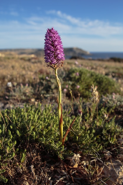 Free Photo pyramidal orchid anacamptis pyramidalis plant