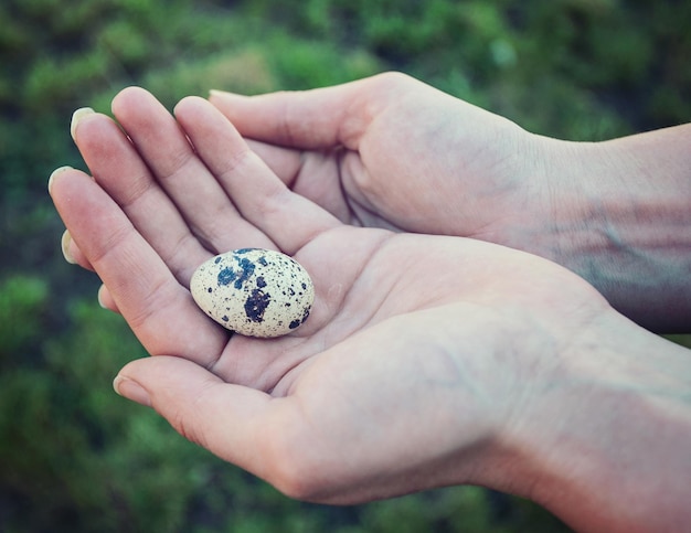 Quail egg in hand closeup