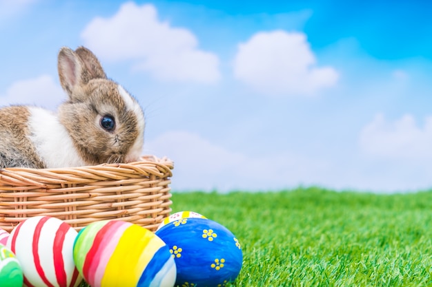 Rabbit and easter eggs in green grass with blue sky