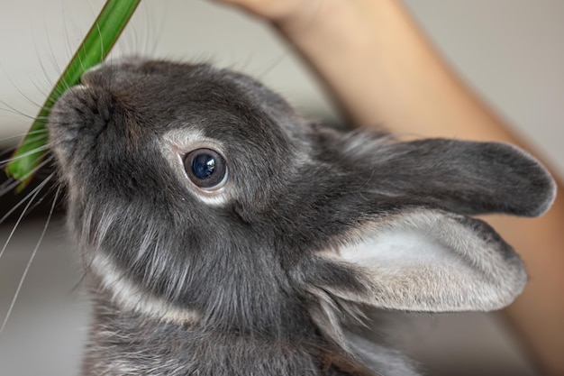 Free photo rabbit eats from hands rabbit closeup