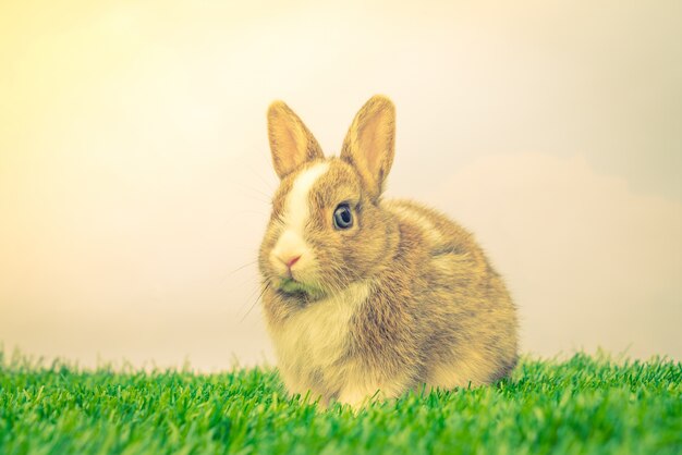 Rabbit on green grass for easter holiday ( Filtered image proces