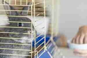 Free photo a rabbit lies in a cage rabbit in a cage gray rabbit close up