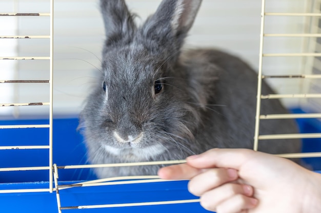 Free photo a rabbit lies in a cage rabbit in a cage gray rabbit close up