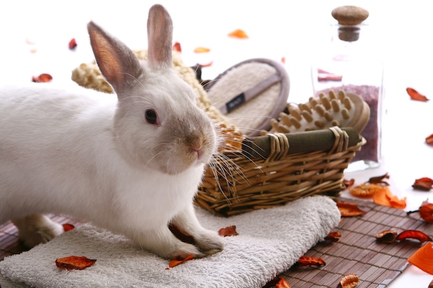 Rabbit with spa products on white