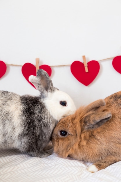 Rabbits near row of decorative hearts on thread