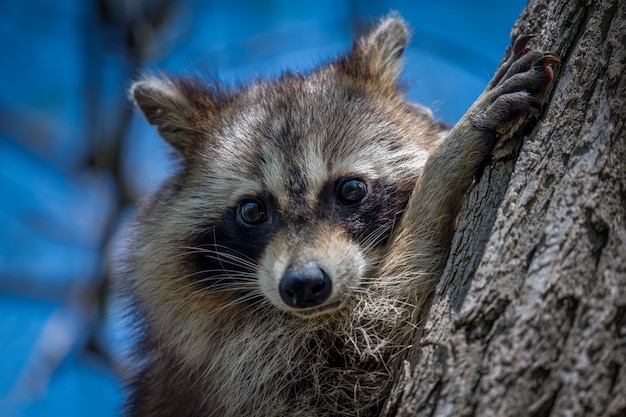 Free Photo raccoon by a trunk