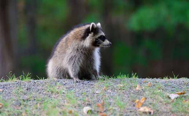 Raccoon in park in Montreal Canada