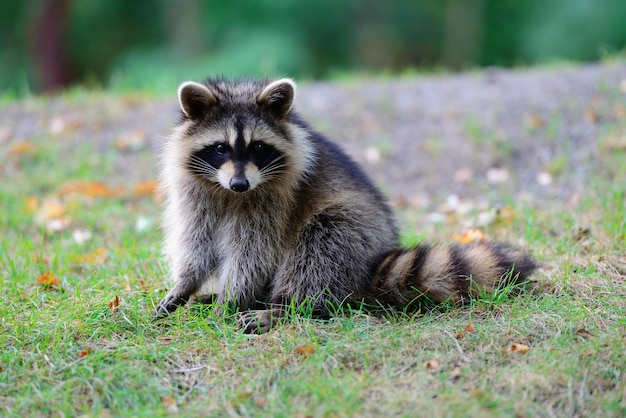 Free Photo raccoon in park in montreal canada