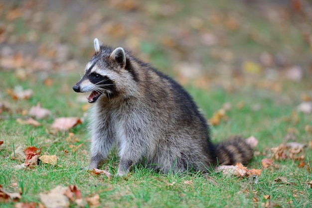 Free Photo raccoon in park in montreal canada