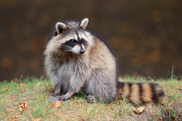 Free Photo raccoon