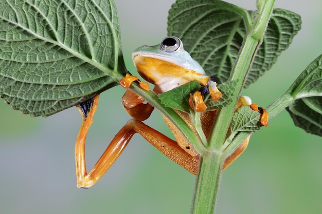 Free photo rachophorus reinwardtii javan tree frog on branch