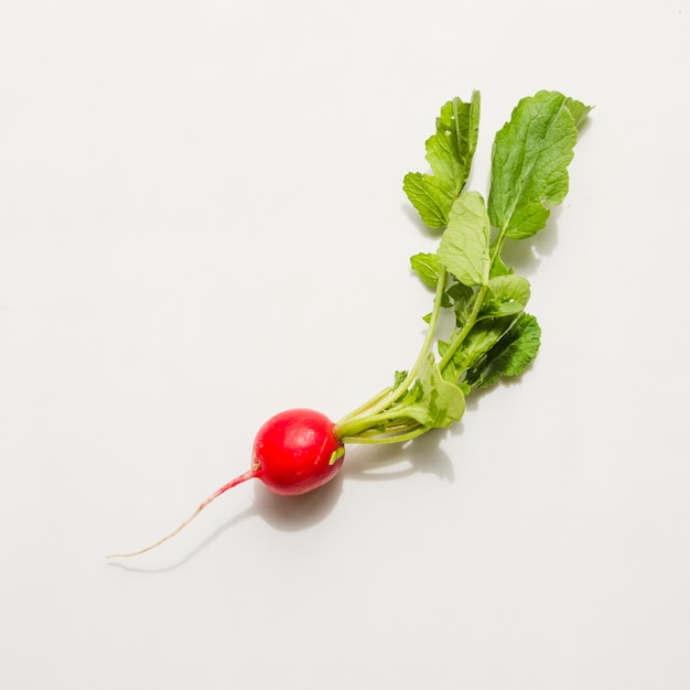 Radish