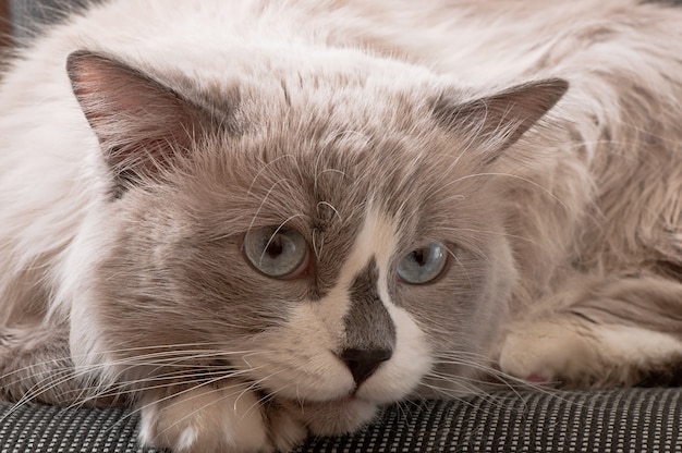 Ragdoll breed of cat face close-up