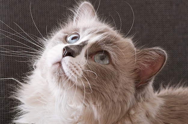 Free Photo ragdoll breed of cat face close-up