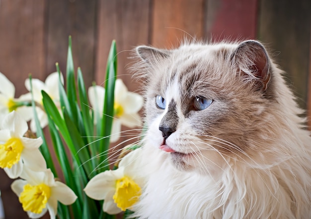 Free photo ragdoll cat breed and a vase of narcissus