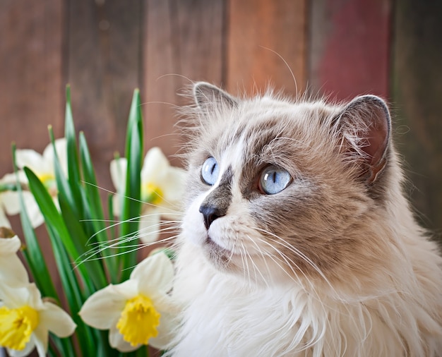 Free photo ragdoll cat breed and a vase of narcissus