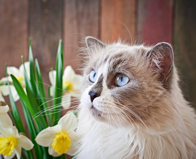 Ragdoll cat breed and a vase of narcissus 