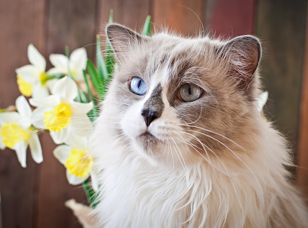 Ragdoll cat breed and a vase of narcissus 