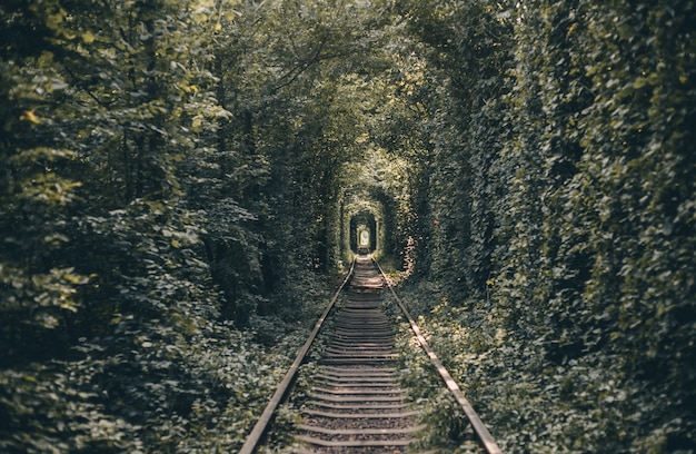 Free Photo railway tunnel of trees and bushes, tunnel of love