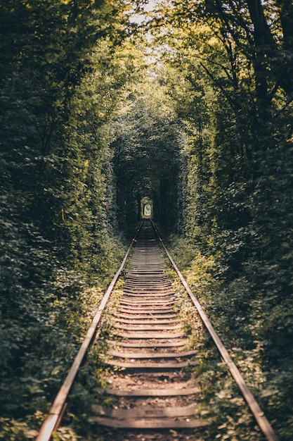 Free Photo railway tunnel of trees and bushes, tunnel of love